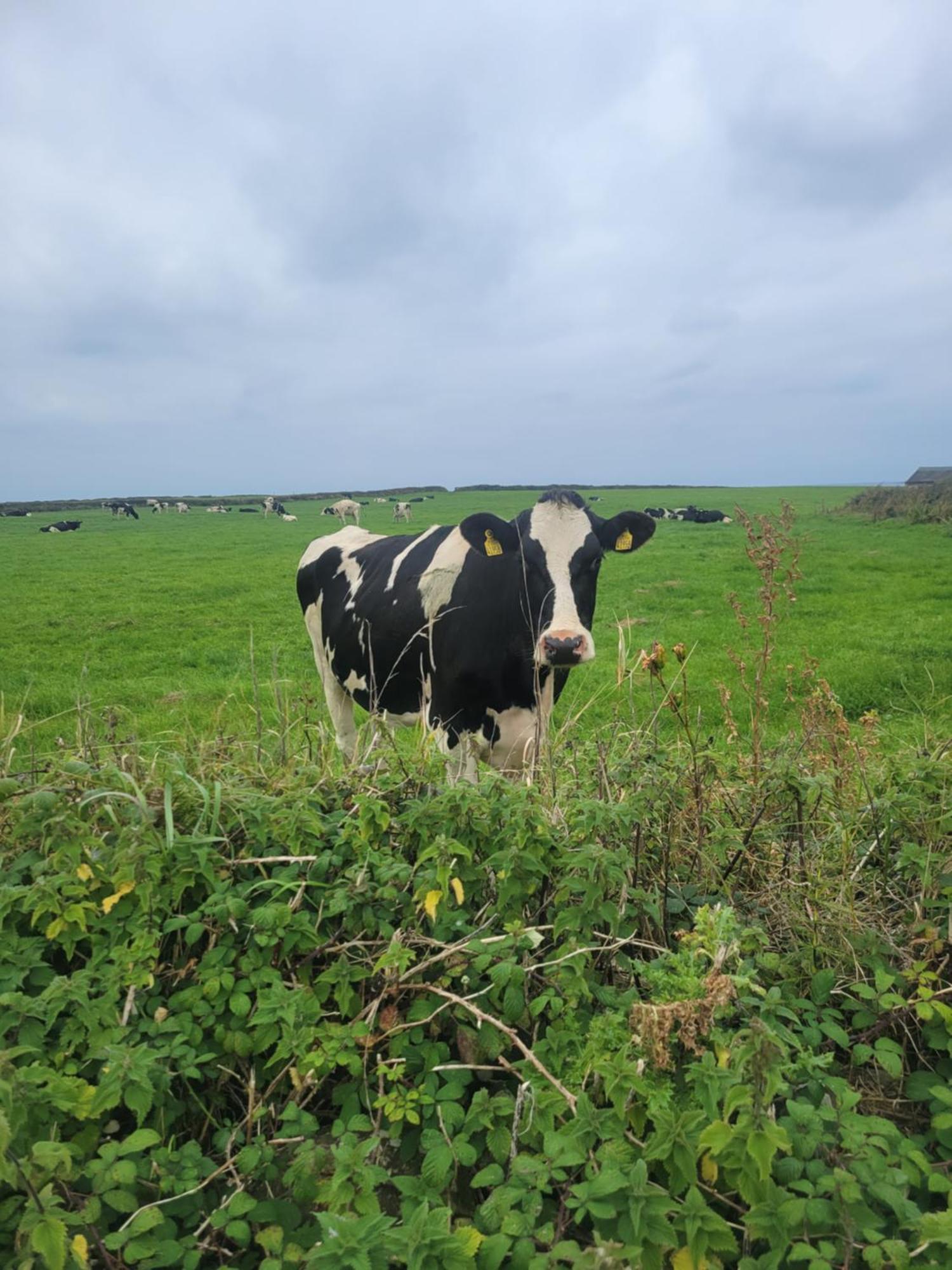Coastal View Cottage Mullagh  Buitenkant foto